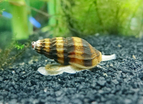 鱼缸里的螺类对鱼有什么影响,鱼缸里的螺蛳是怎么来的