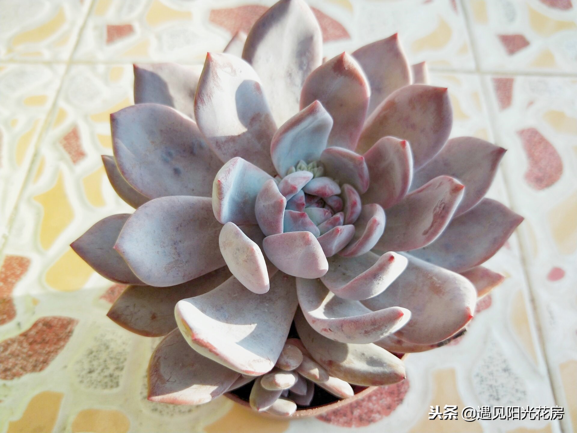 多肉芙蓉雪莲出状态,多肉芙蓉雪莲长侧芽怎么处理掉呢