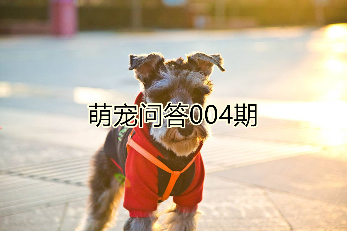 狗狗生理期又没有公狗怎么办,狗狗生理期公狗怎么知道