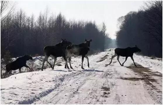 辐射区的现状,辐射区的故事未解之谜