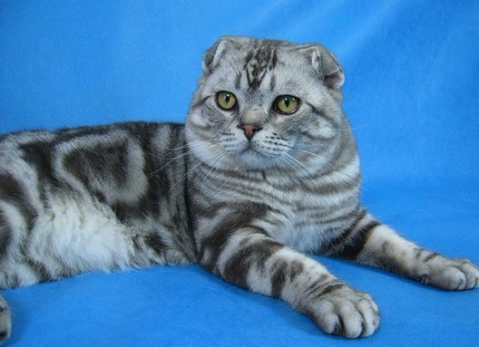 猫咪是绝育还是繁殖,猫咪母子可以繁殖吗