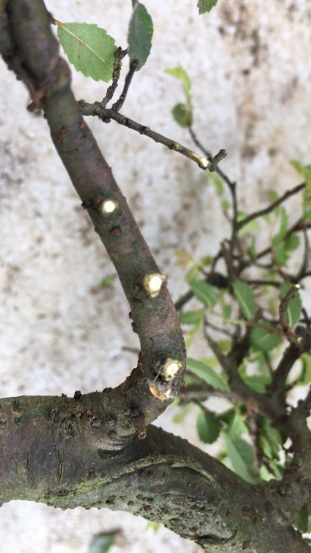 苹果盆景修剪技巧图解,新手也能学会的修剪盆景技巧