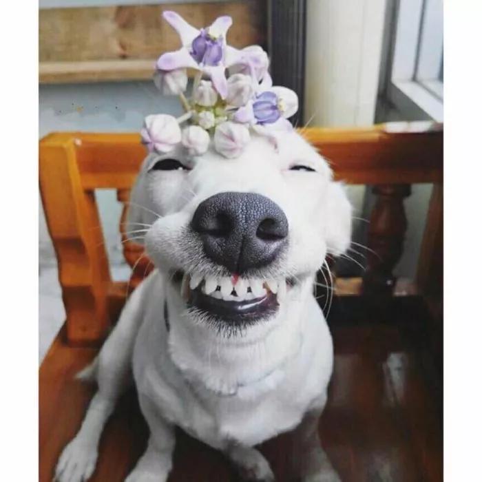 很小的牙缝会恢复吗,牙缝大了能有补救吗