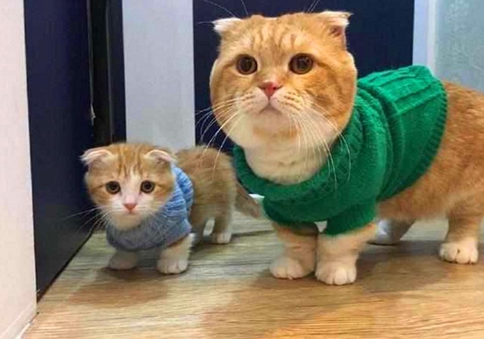 猫咪有毛怎么还怕冷,别看猫咪那么多毛猫咪是很怕冷的