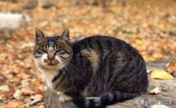 李时珍为什么说猫不能吃呢,猫为什么不能吃李时珍给出答案