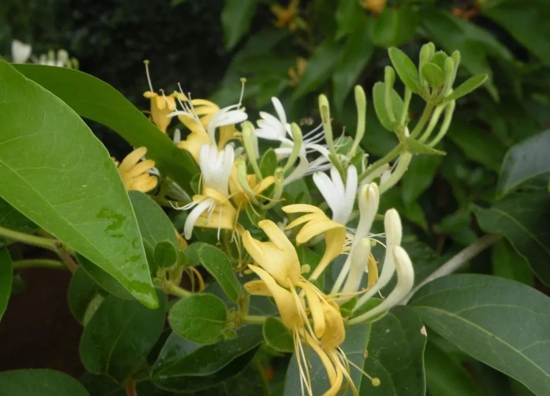 鎴峰涓嶈兘瑙︾鐨勬瘨鑺辨湁鍝簺,鍝簺姣掕姳涓嶈兘瑙︾