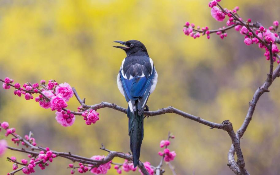 过去村民们都喜爱的喜鹊，为啥却被厌烦了？老农提出了解释