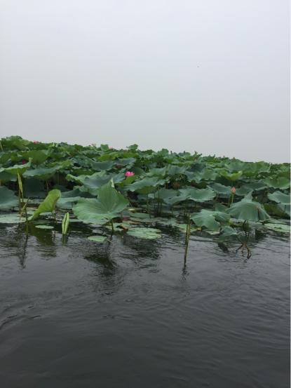 坐船观风景白洋淀一日游,白洋淀一日游语句