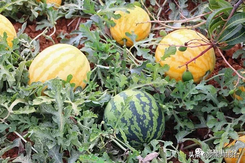 弥勒千亩西瓜熟了！黄心瓜、红心瓜、小香瓜…你喜欢哪种？
