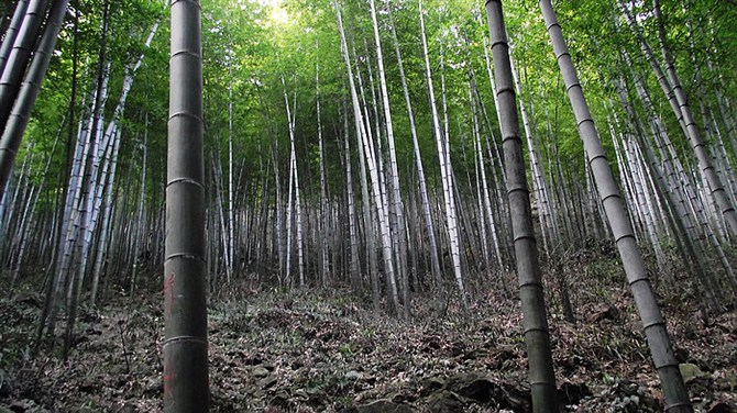 宜兴竹海山顶华南第一峰,宜兴华东第一竹海