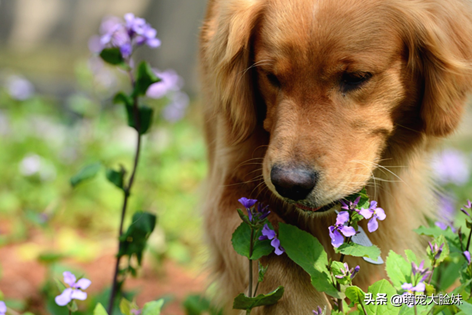 十二星座适合养什么宠物狗,十二星座最喜欢什么样的宠物狗