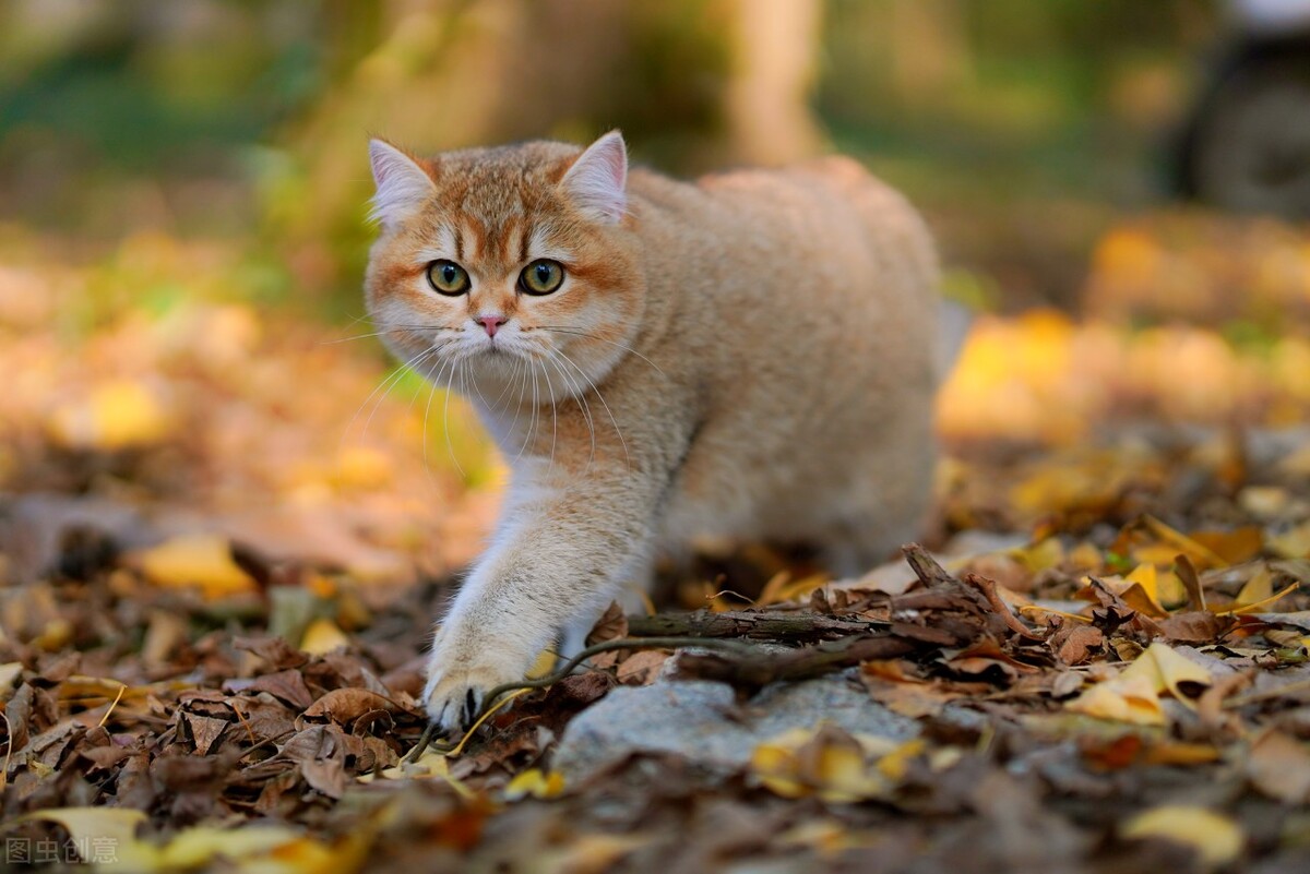 三个月孩子感冒鼻塞怎么办,三个月的小猫感冒打喷嚏怎么办