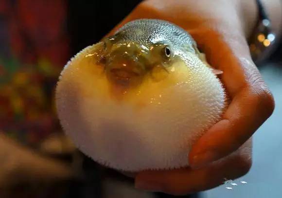 史上最全面的海鲜大咖,史上最全海鲜视频