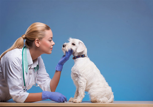 新手养狗拉稀怎么办,幼狗拉肚子和腹泻的区别