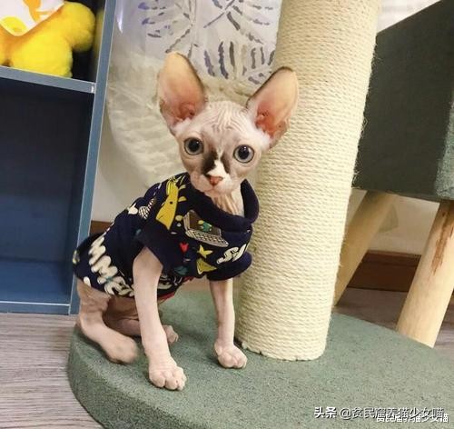 击破谣言，关于无毛猫的那些传言，有好几条都是人类想当然