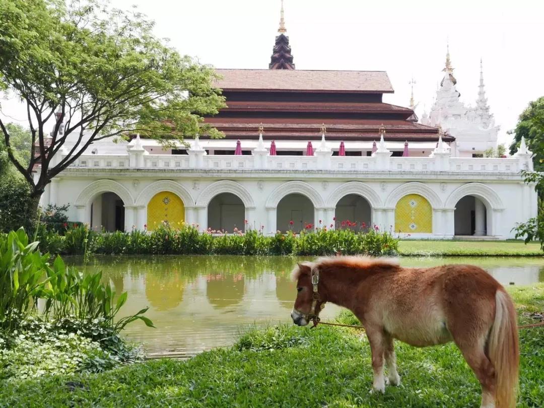 泰国清迈泼水节英文,泰国清迈泼水节自驾游
