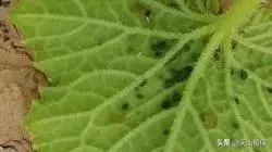 瓜类蚜虫最简单有效的防治方法,蔬菜蚜虫最佳防治方法