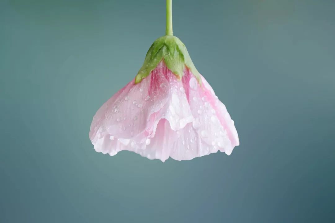 掬水月在手弄花香满衣有何深意,掬水月在手弄花香满衣原文