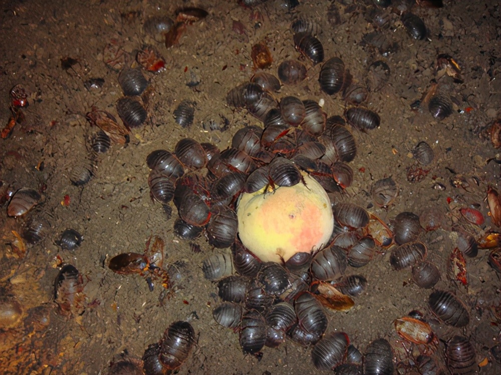 身披铠甲的土肥圆,土鳖不是形容词,而是餐桌上100一斤的美食