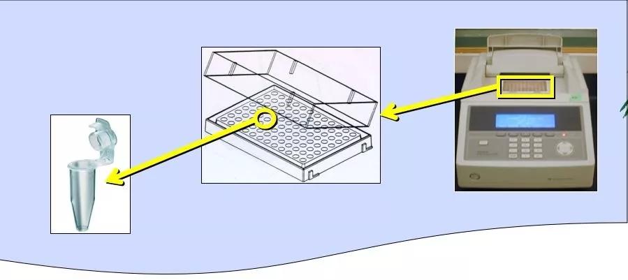 pcr原理简单来说,pcr技术详细介绍