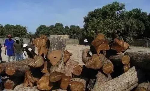 你们知道吗？非洲酸枝只是实木，不是红木