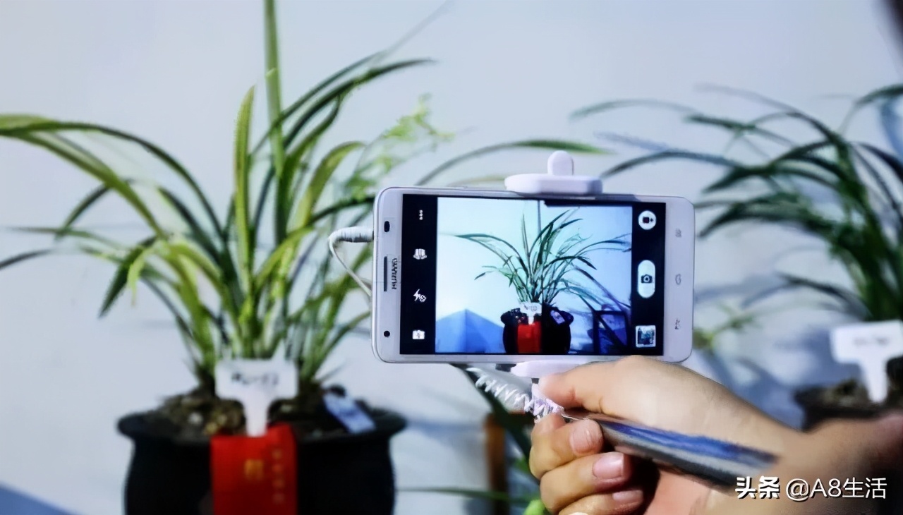 每日一品栏目,每日一品七律