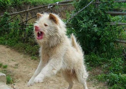 狩猎能力最强的猫,最凶残的下司犬排名