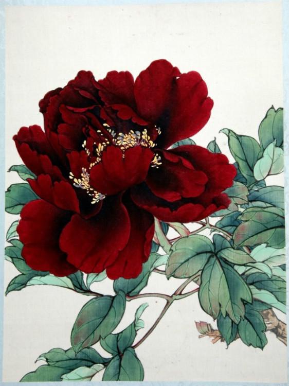 工笔牡丹勾线画法,工笔牡丹十二品设色步骤