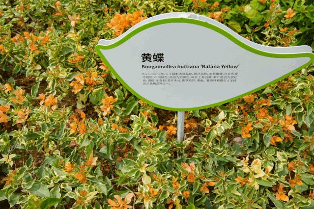 人少还免门票！深圳这片5000000㎡新公园美翻了，“神仙花谷”