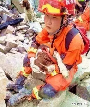 长得最像狼的狗,最帅狗