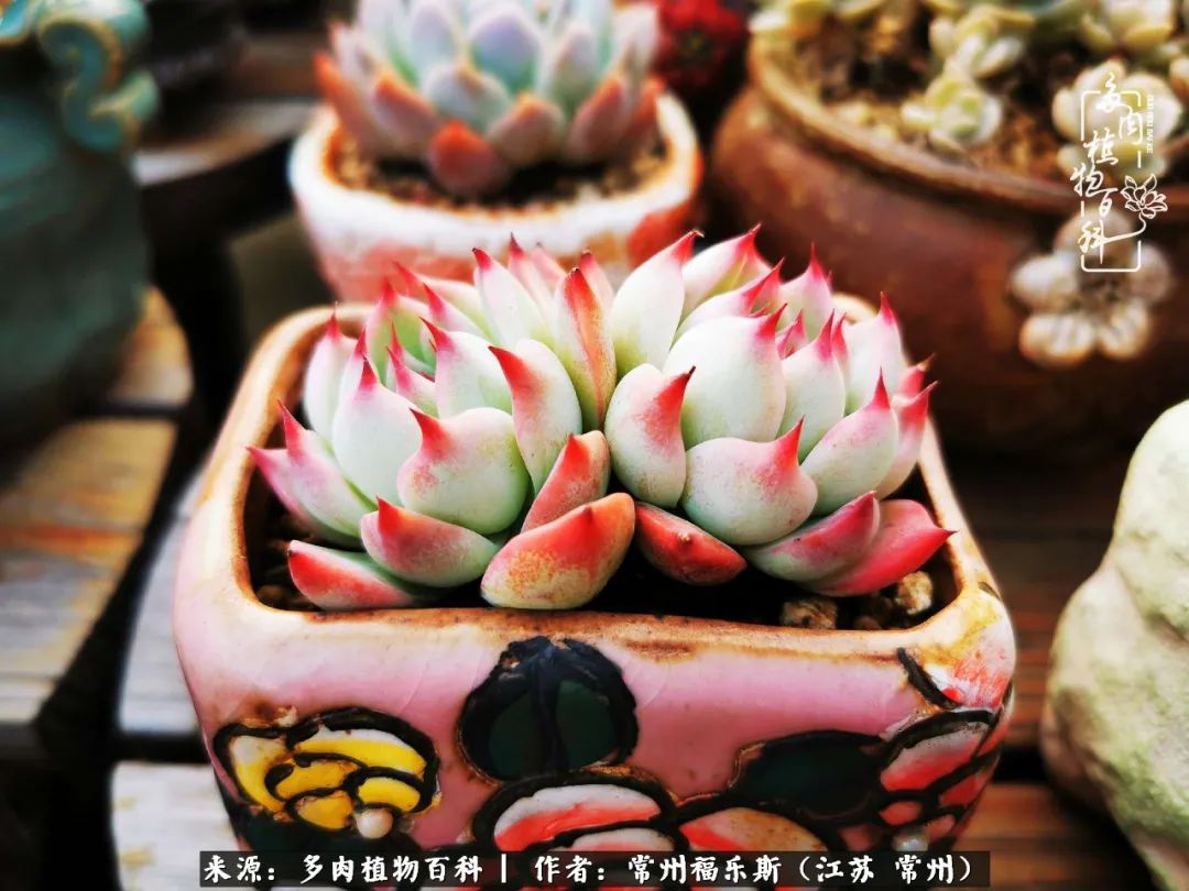 多肉是一处景物吗,多肉也有一道靓丽的风景