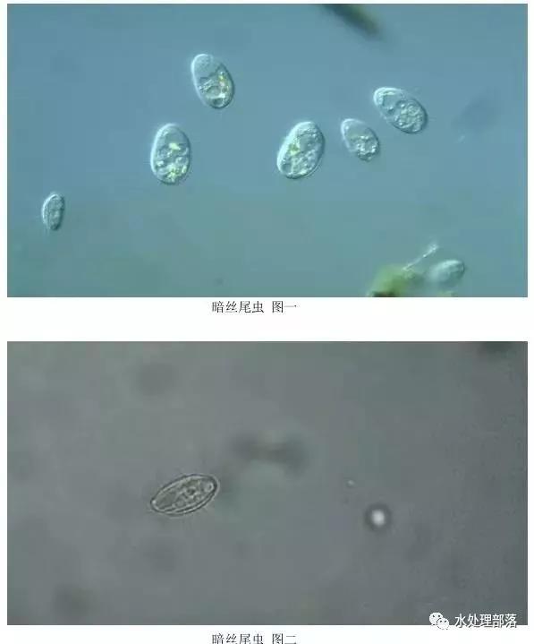 高清丨污水处理微生物图谱