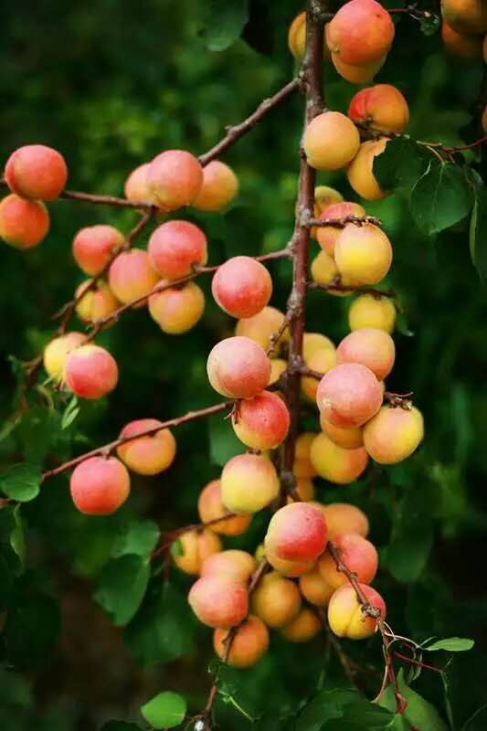 “杏运”来袭：这个县城一件事儿坚持了28年