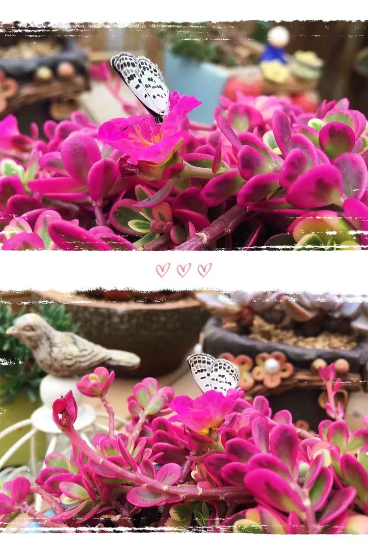 冬去春来,愿你无恙,疫情退去,养肉依旧!