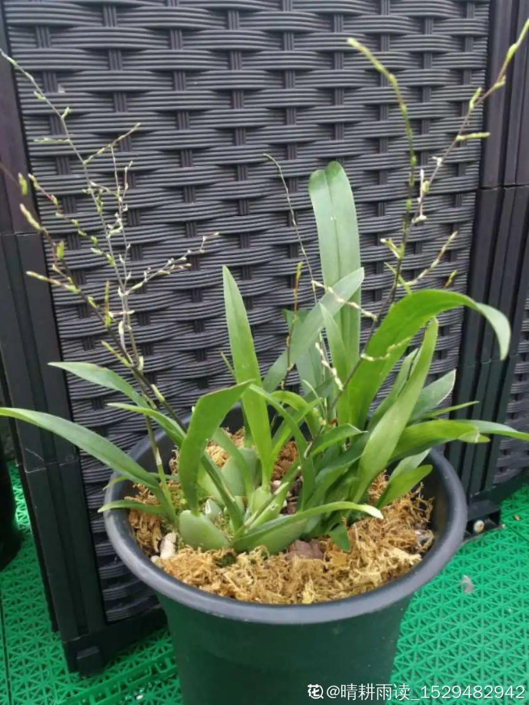 耐养的香水花,种室内香水花