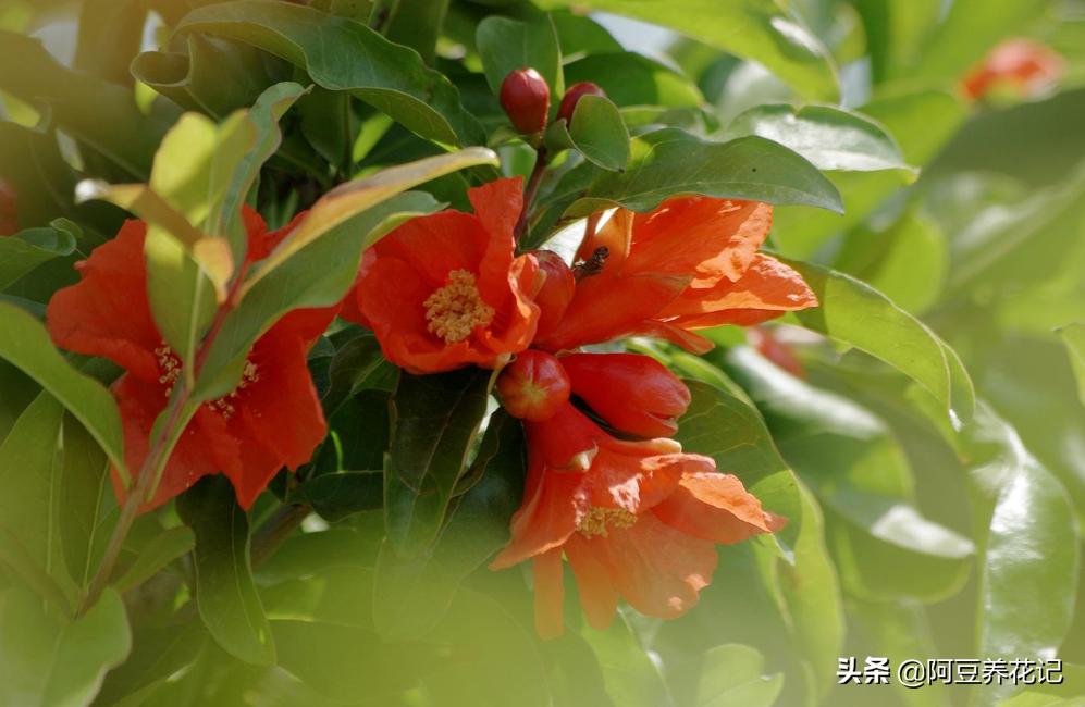 红牡丹石榴怎么养,教你如何养好花
