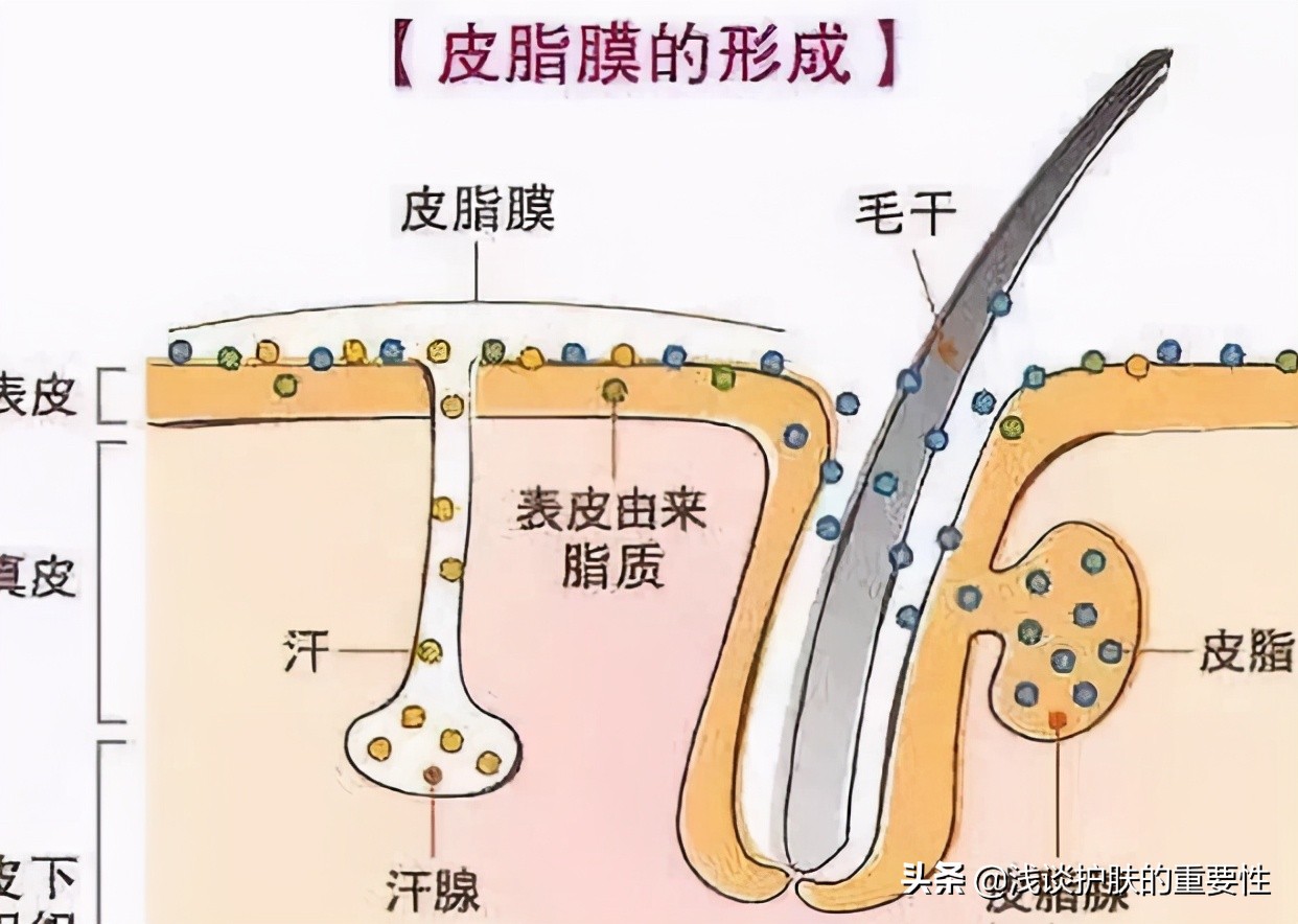 夏天油性皮肤平价护肤品推荐,10款清爽不油腻无刺激的护肤品