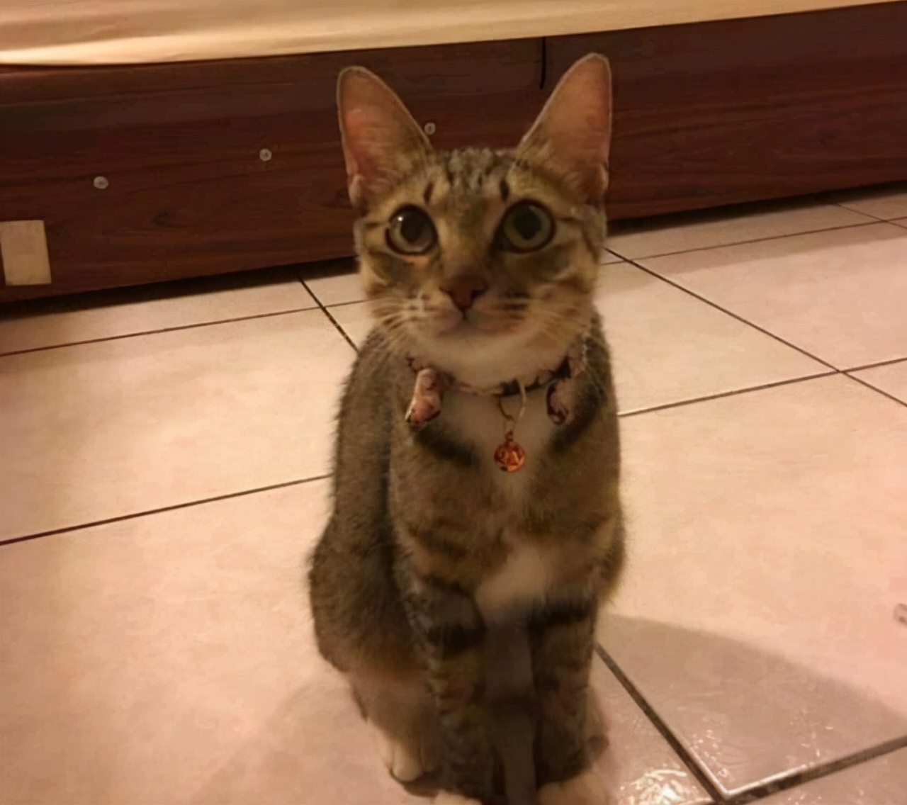 被怀孕母猫碰瓷,被怀孕猫咪碰瓷