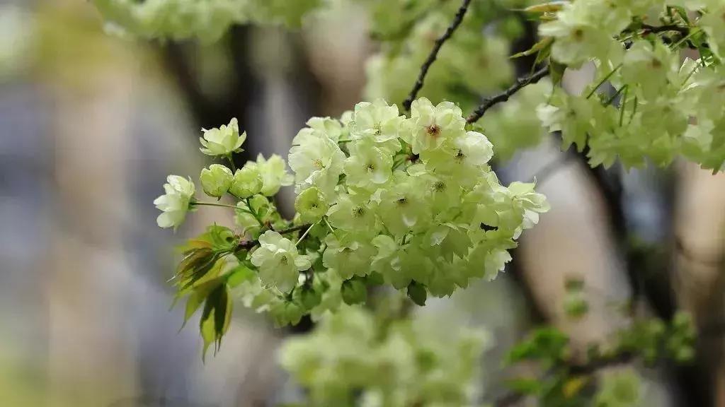 何必远赴日本！这个超级浪漫的赏樱地已花开成海，错过后悔一年