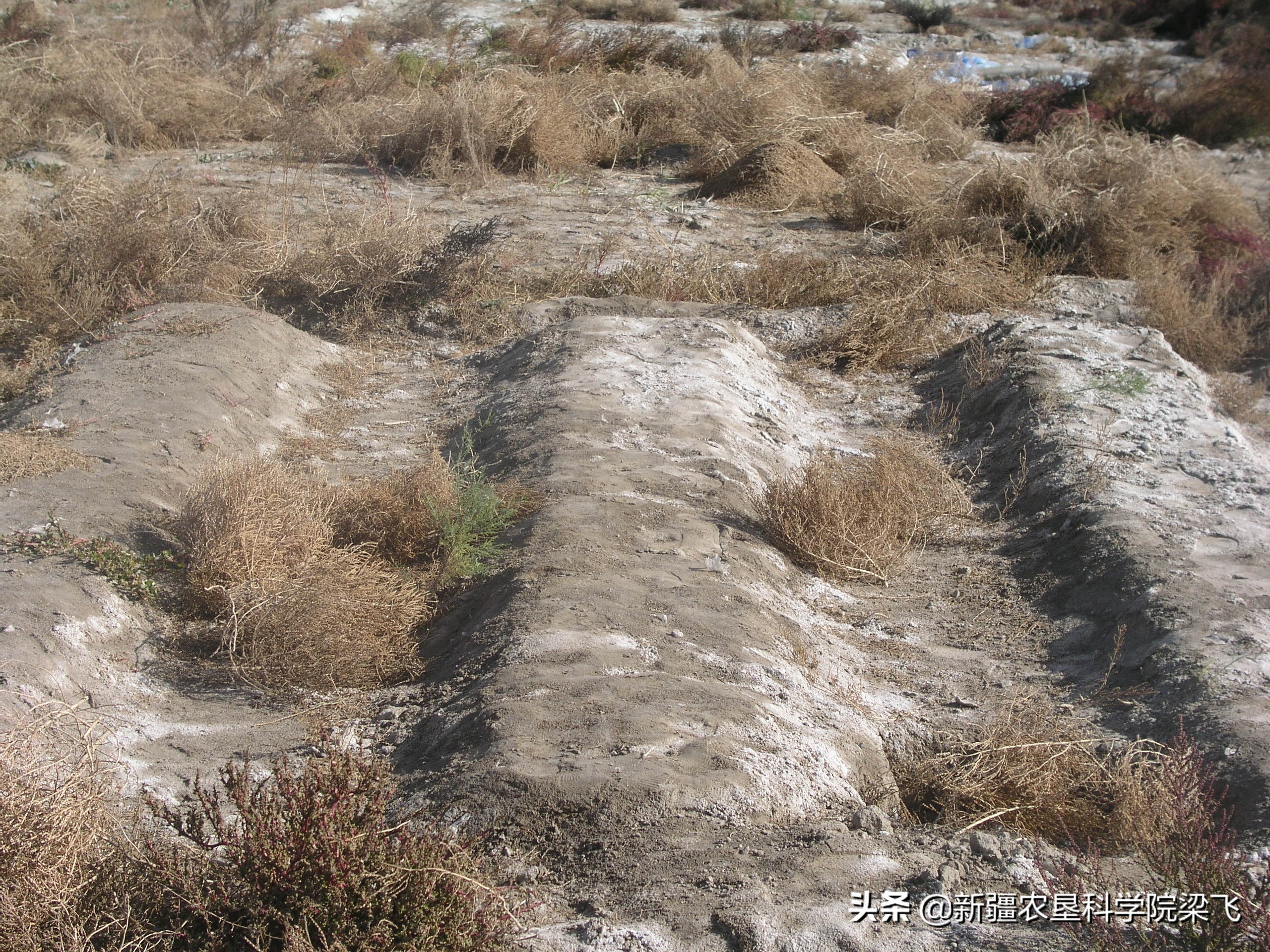 土壤改良最有效的5个方法,土壤含盐怎么改良
