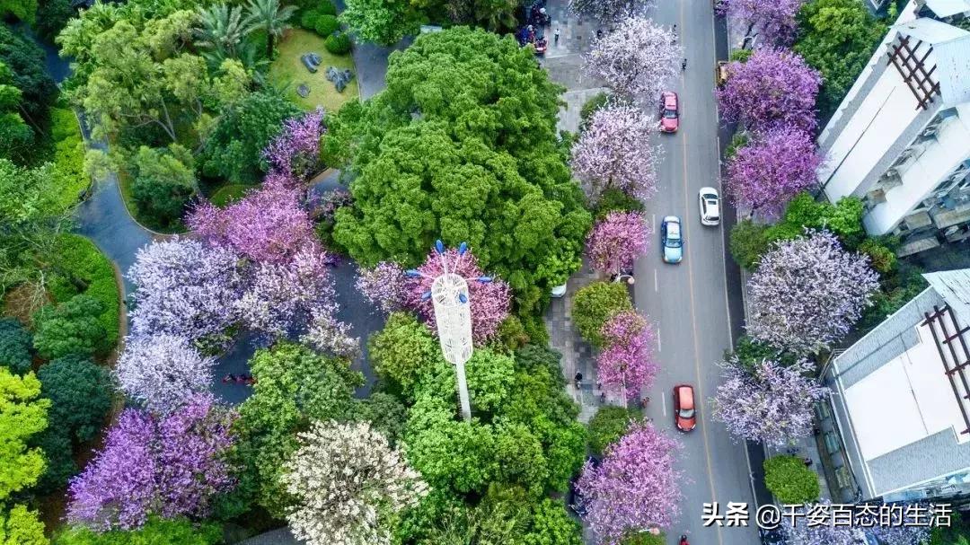 广西低调小城竟然藏了个小奈良,广西有座低调的养老小城