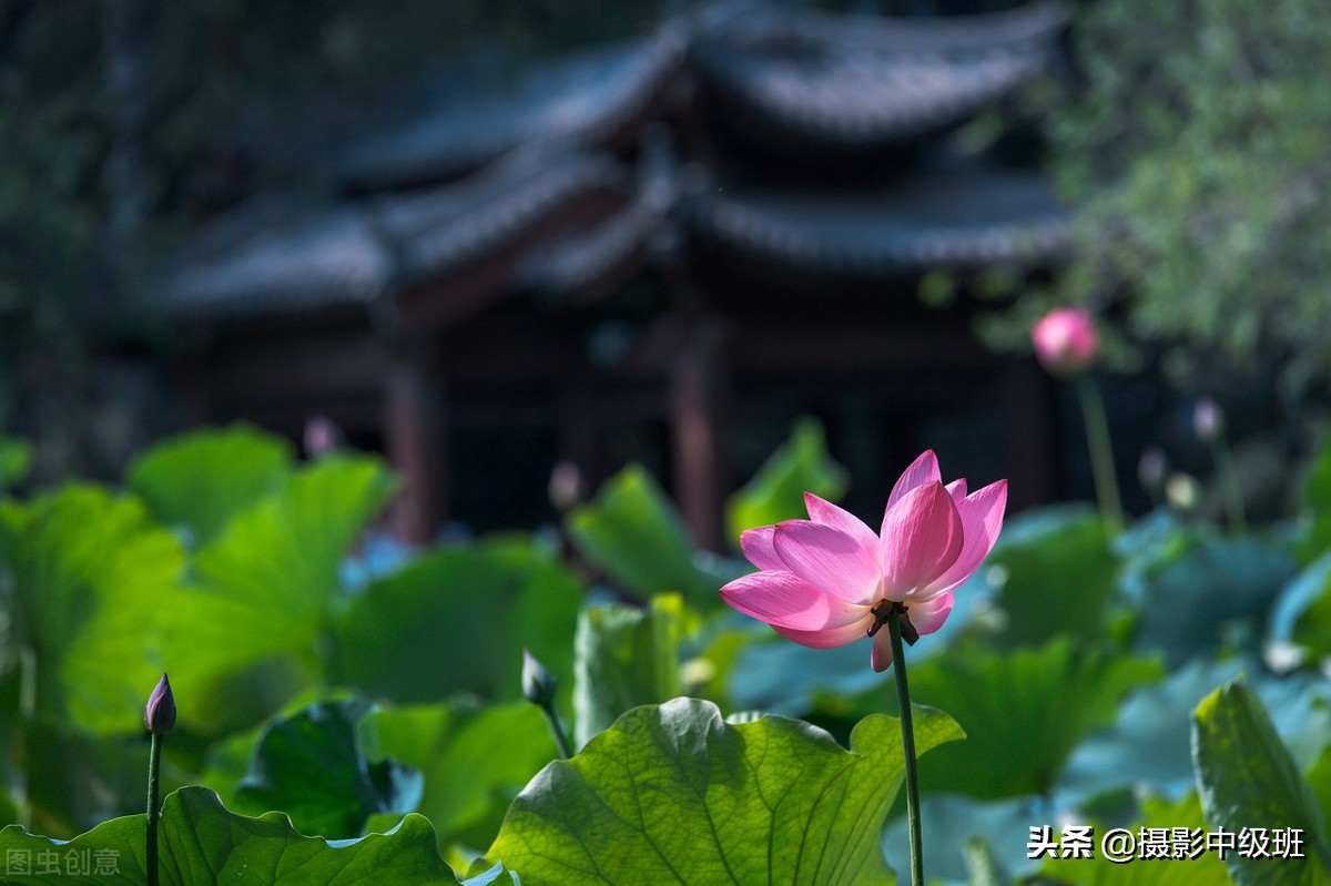 教你拍荷花的4个意境,怎么拍荷花拍照姿势大全