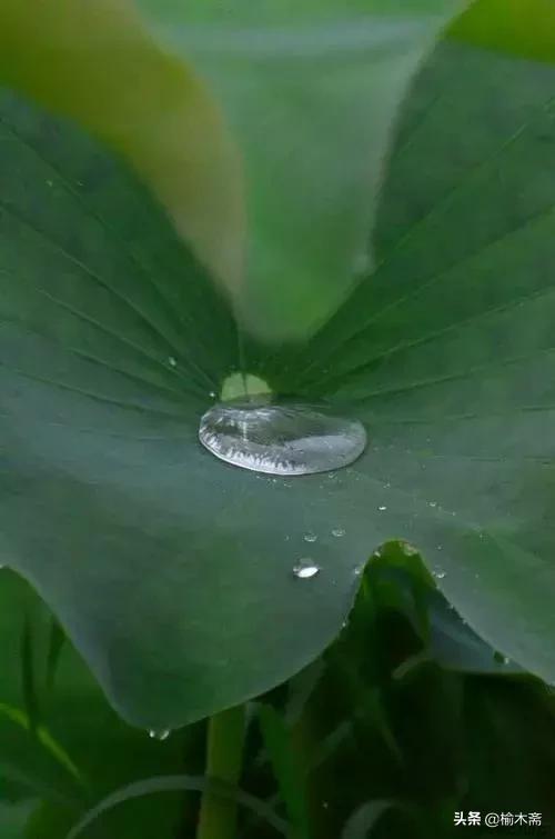 夏夜诗词佳句:松间小槛接波平,月澹烟沉暑气清