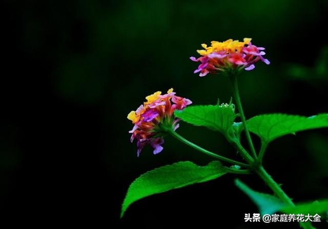 五色梅叶子枯黄,五色梅的叶子刚长出来时是浅绿色