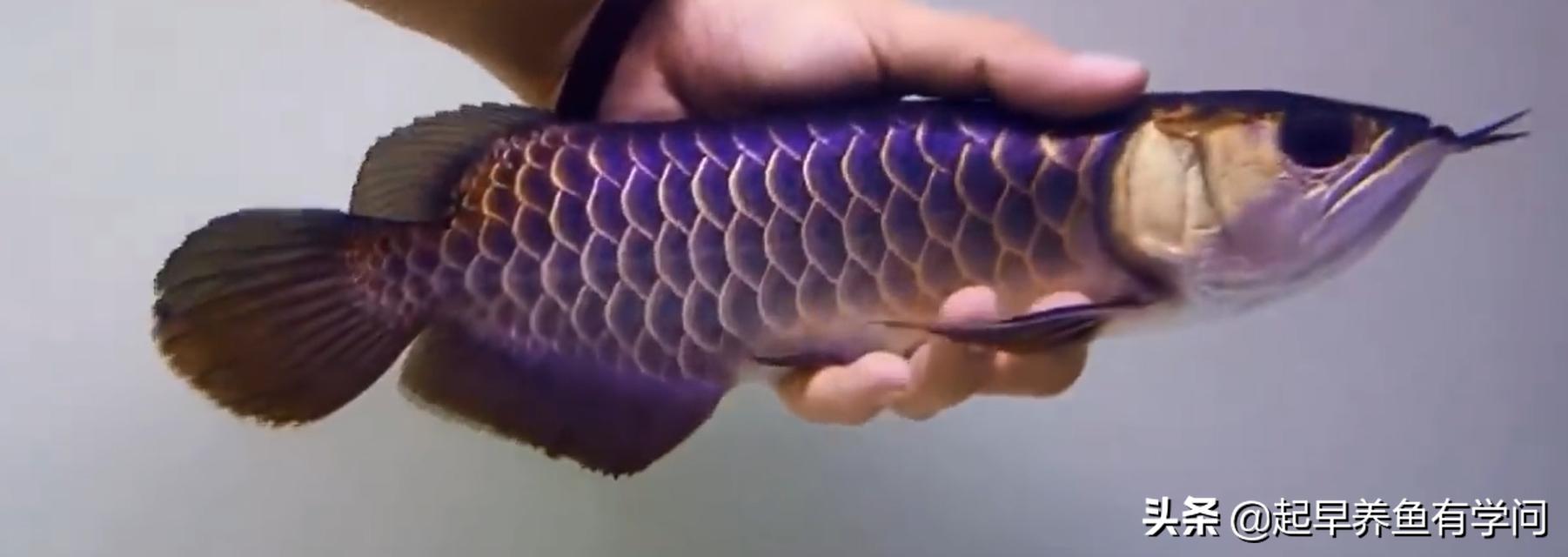 红龙养殖基本知识,红龙养殖十大误区