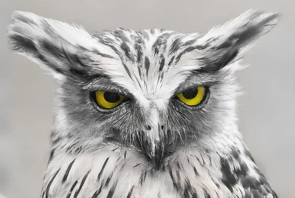 高傲的猫头鹰,优雅的猫头鹰