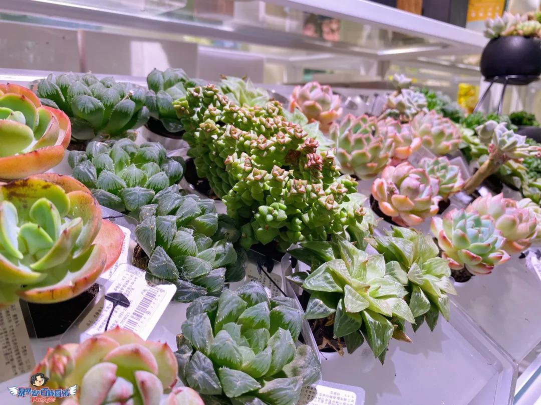 1000㎡的天堂，20000+潮流好物，沈阳这家店也太好逛了吧