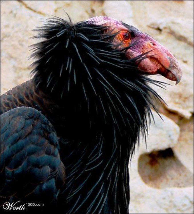 世界上最丑的鸟类有啥,世界最丑的鸟