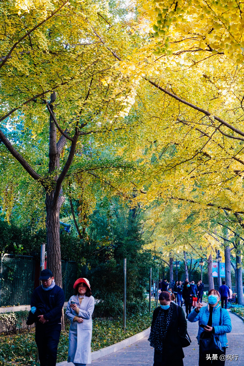 北京18个看银杏的好地方在哪,北京八大处看银杏攻略
