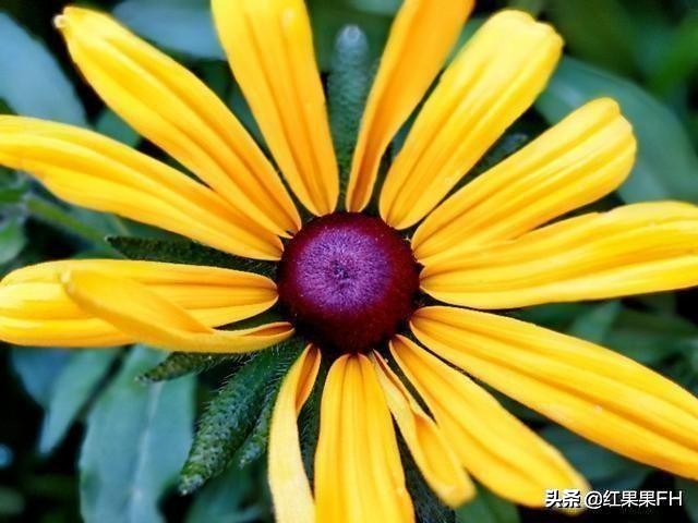 黑心金光菊和全缘金光菊的区别,黑心金光菊雌雄同株还是雌雄异株